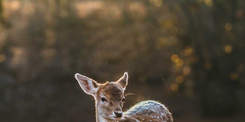 克拉玛依法院公告权威解读：如何高效获取与利用官方司法信息
