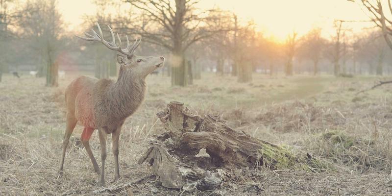 克拉玛依法院诉讼指南：一站式了解法院公告与法律服务